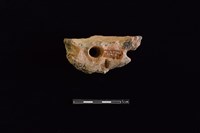 陶片藏品圖，第2張